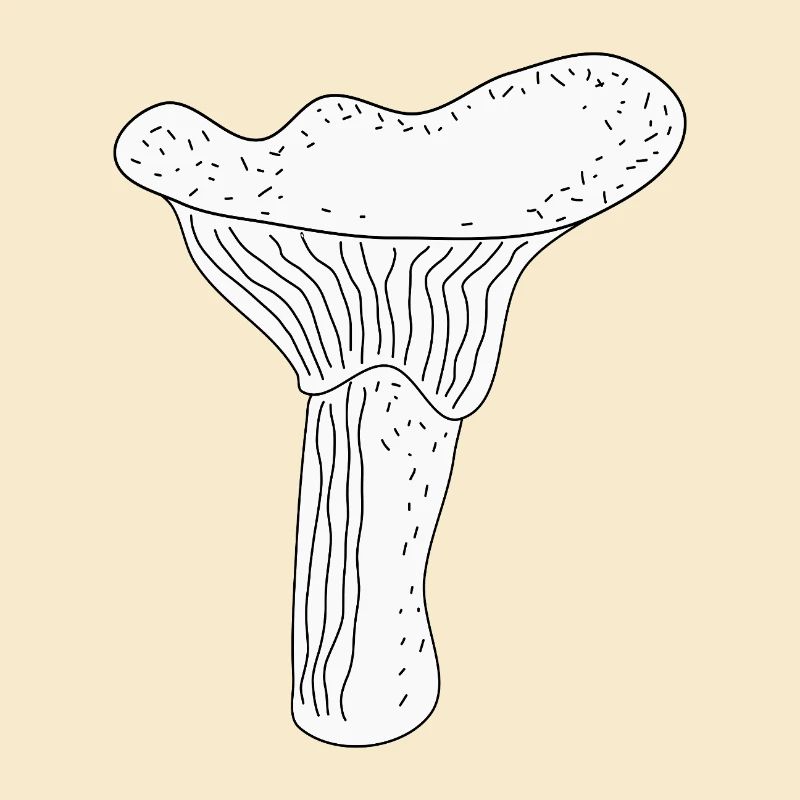 Girolles Champignons