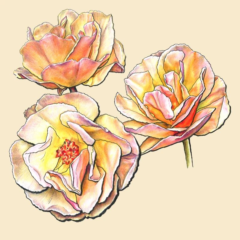 Trois fleurs de rose jaune rose dessin au crayon de couleur
