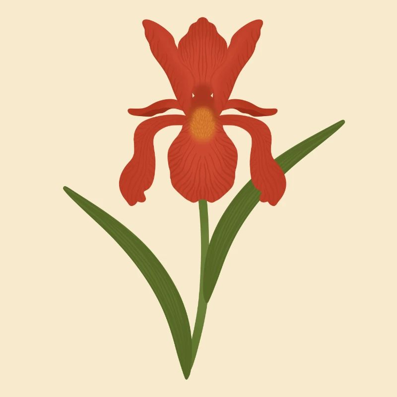 Iris Botanical Illustration