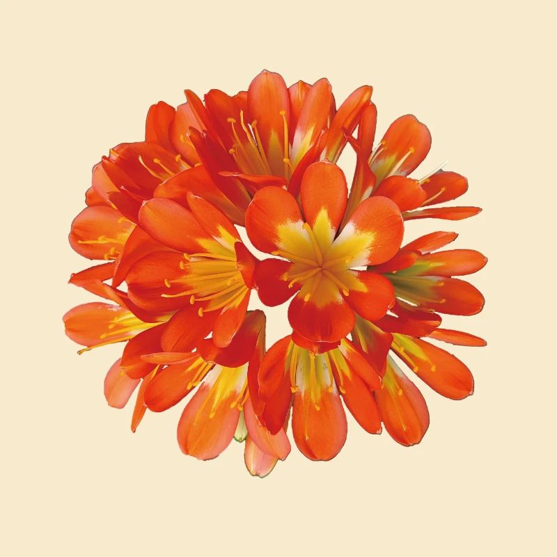 Leuchtend orangefarbene Clivia-Botanische Blumenblüte