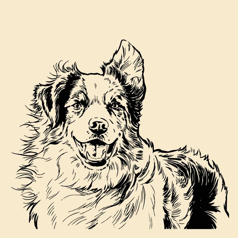 Australian Shepherd