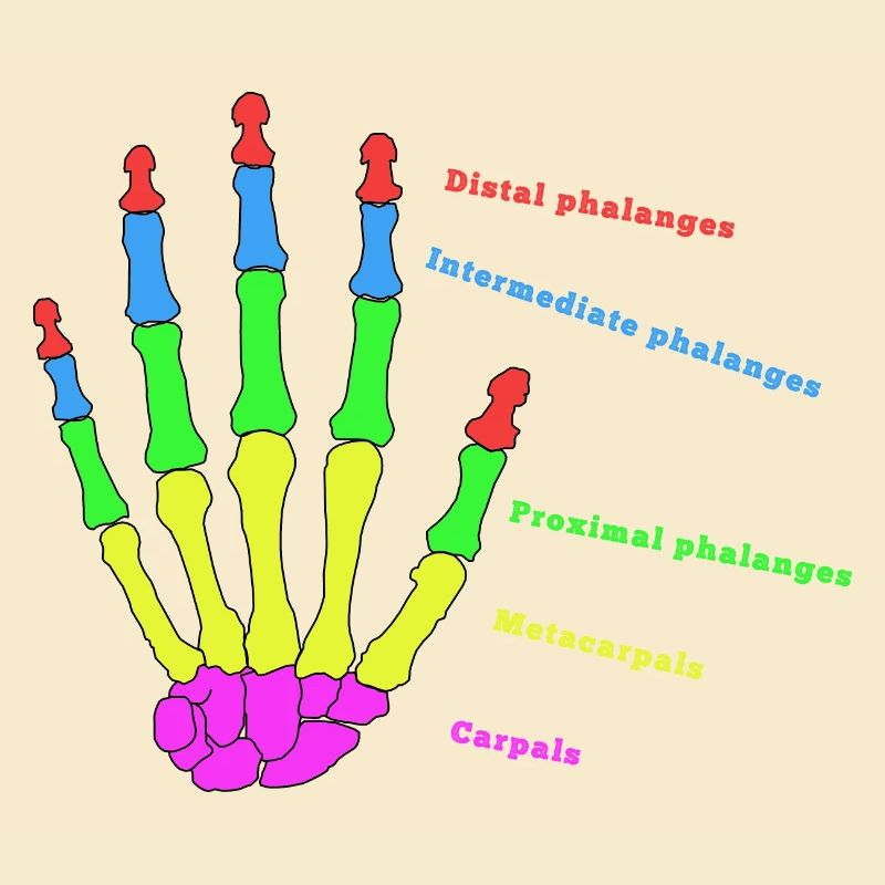 Hand Knochen Anatomie Mensch Evolution Physio