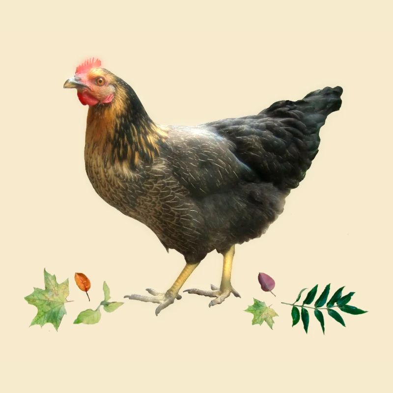 Poulet