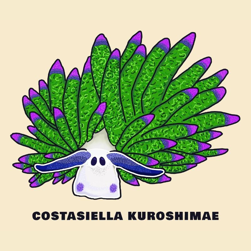 Leaf Sheep Snail, Drawing