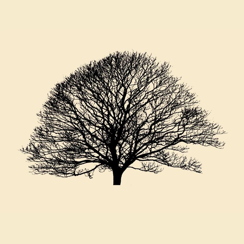 Shadow_no logo