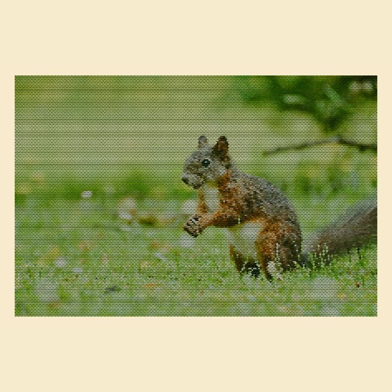 Eichhörnchen Wald Muster