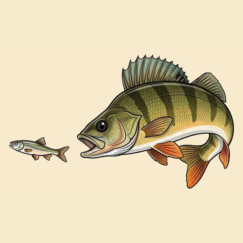 Perch hunts fish
