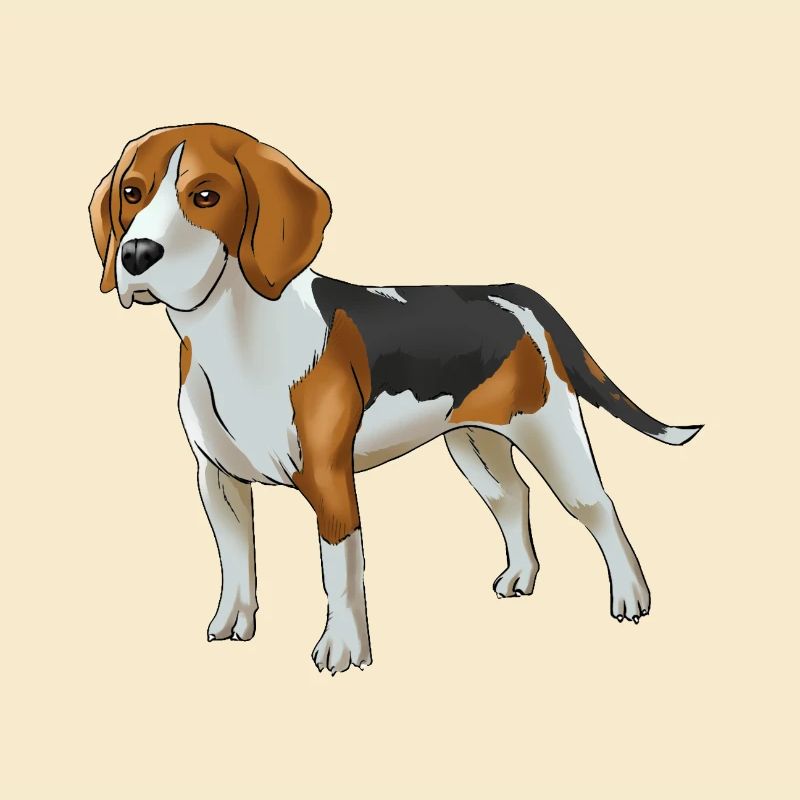Beagle dog