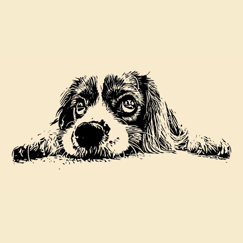 Cocker Spaniel