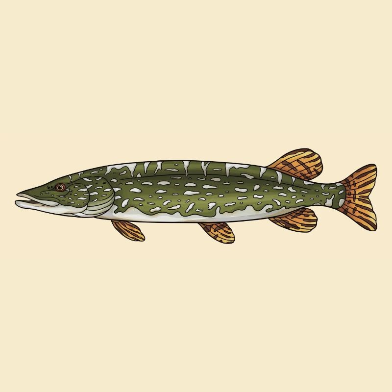 Conception de la pêche aux poissons prédateurs brochets