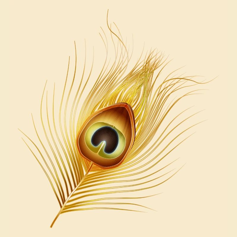 hand-drawn gold-colored peacock feather