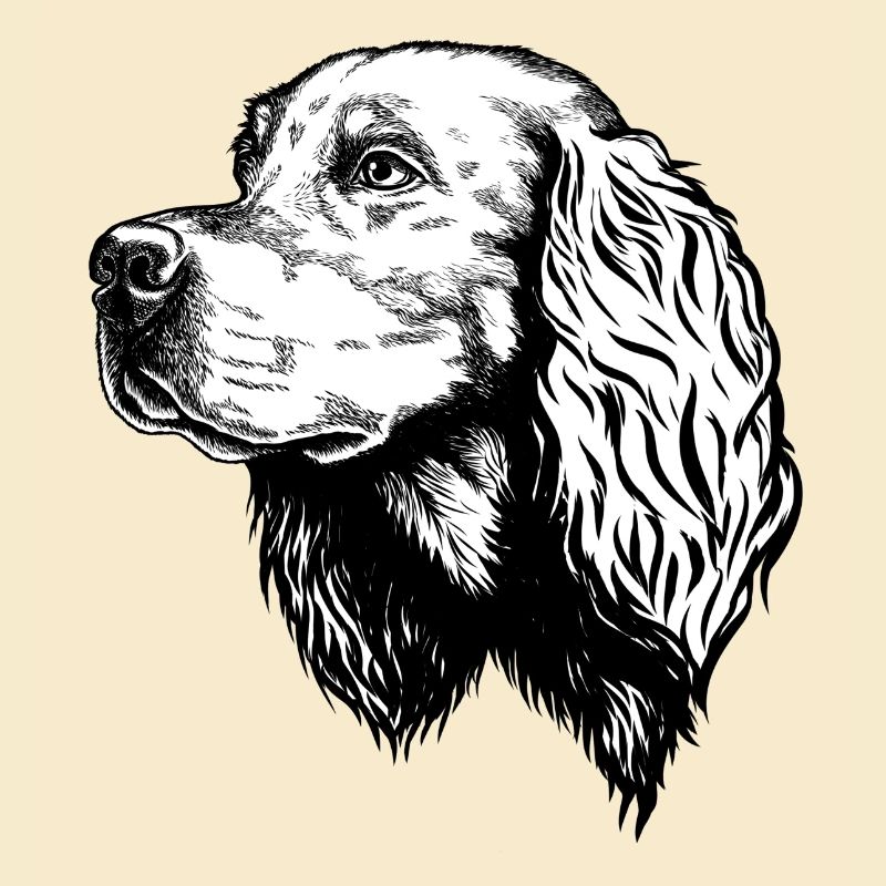 Gordon Setter Portrait