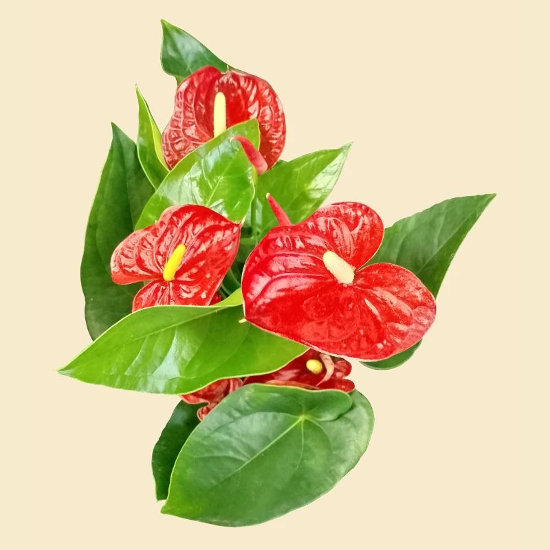 Rote Anthurien Floraledition
