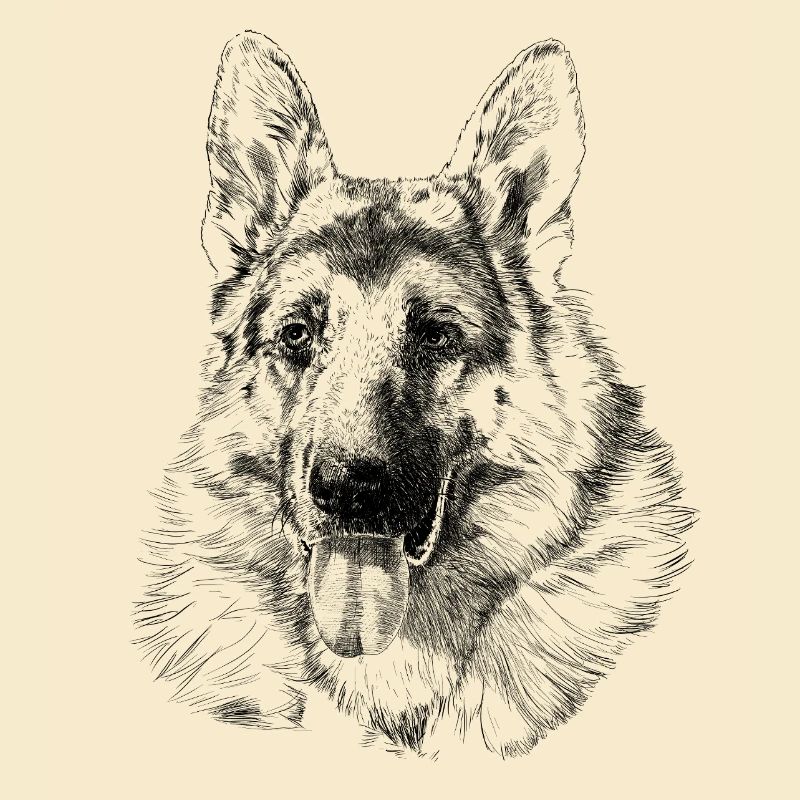Schäferhund