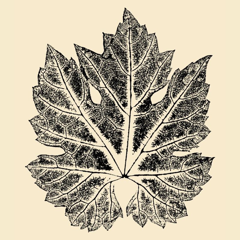 Weinblatt - Blatt vom Wein / Botanisch