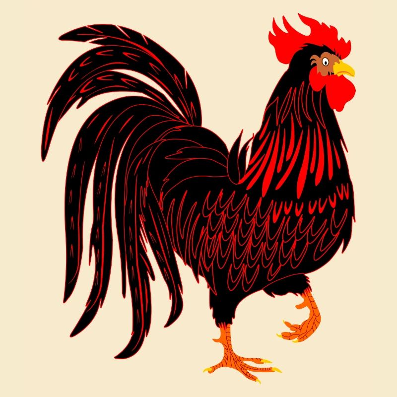 Black Rooster coq