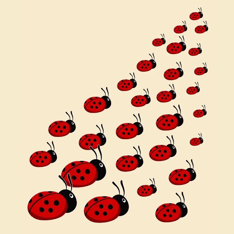ladybird