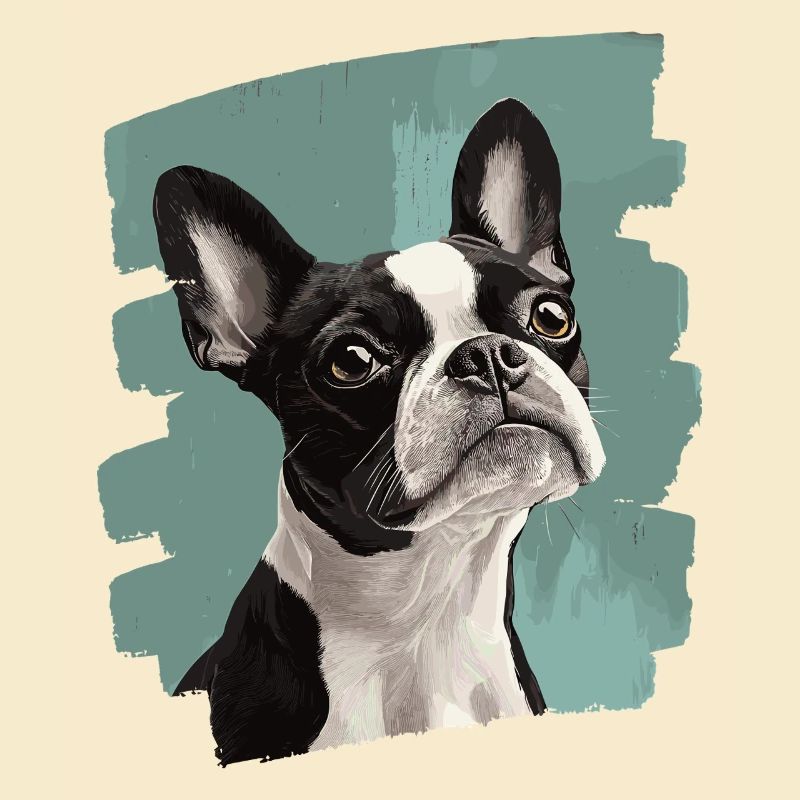 Boston Terrier