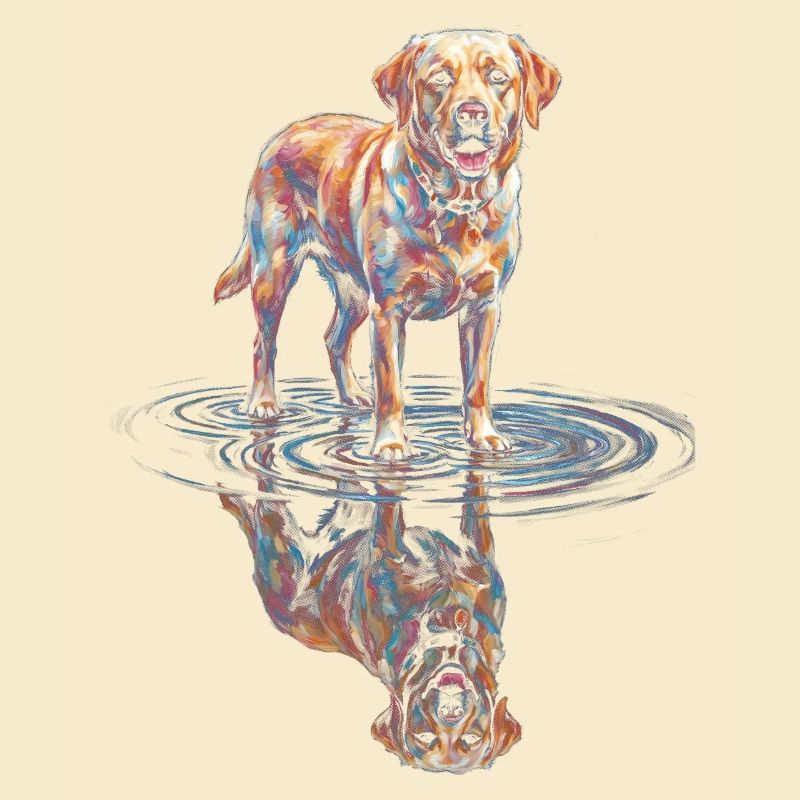 Labrador Retriever with Water Reflection