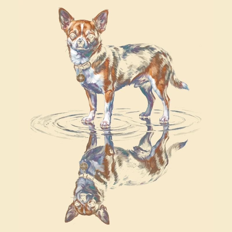 Chihuahua Water Reflection