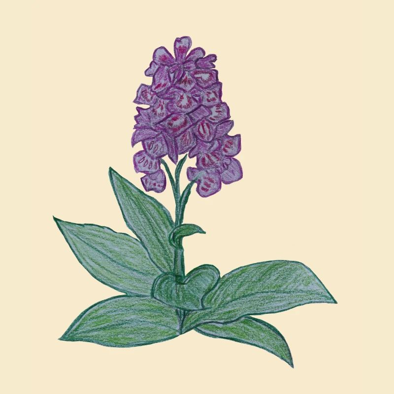 danish orchid