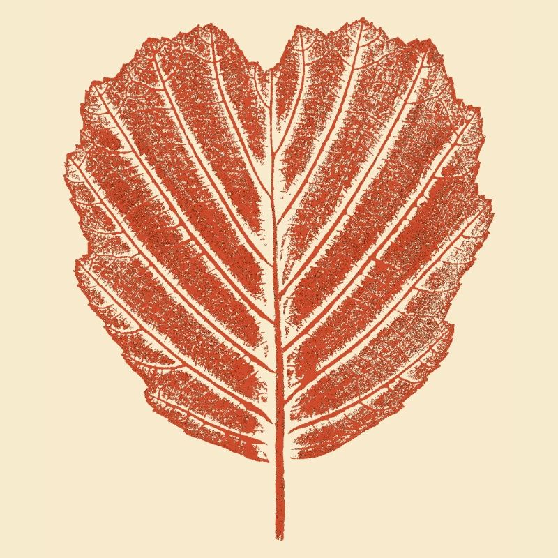Alder Leaf - Botany