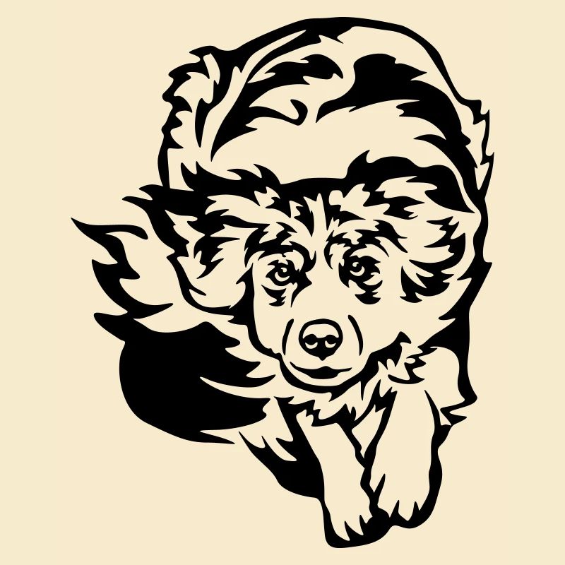 Australian Shepherd