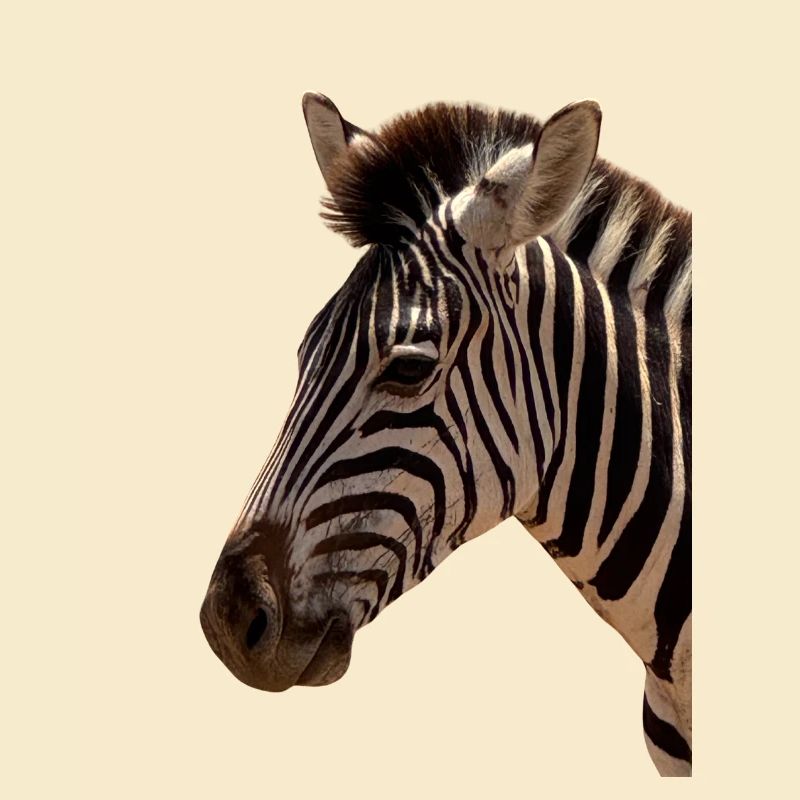 Zebra Kopf 