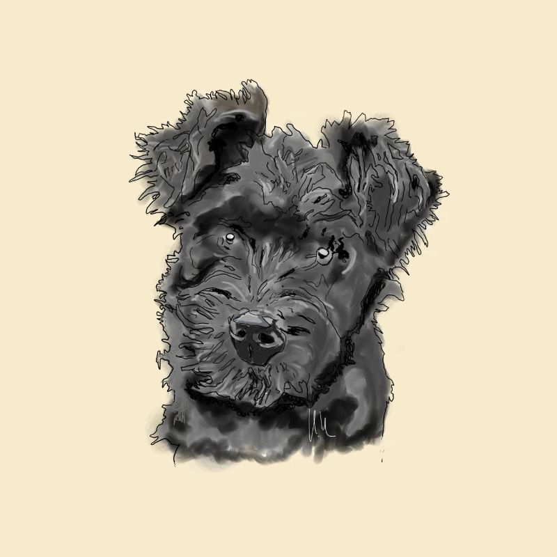 Pumi