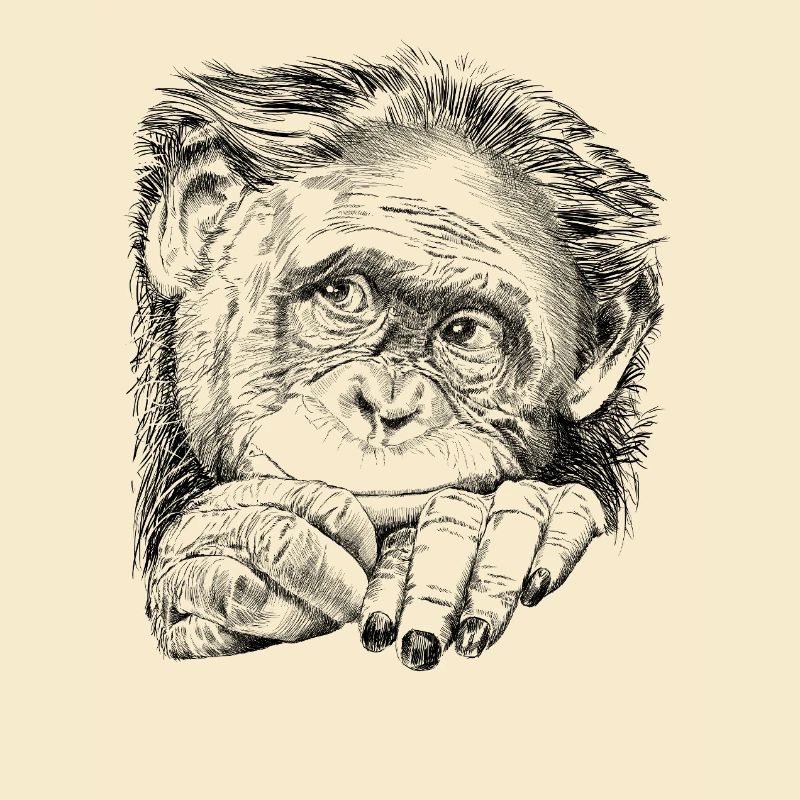 Monkey