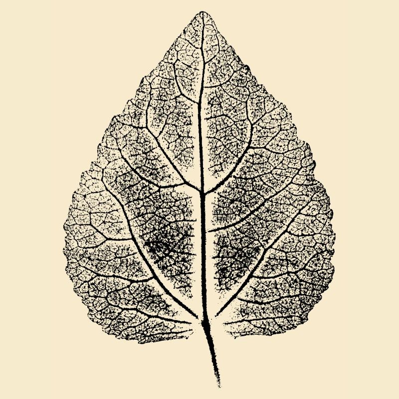 Blatte Linde ANALOG Impression d’art