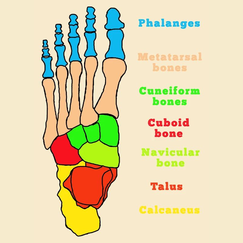Fuß Anatomie Knochen Skelett Physiotherapie