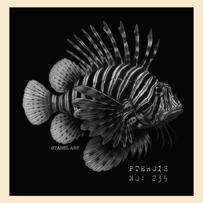Poisson-lion - Pterois