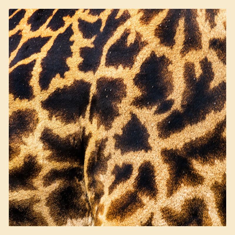 SAFARI