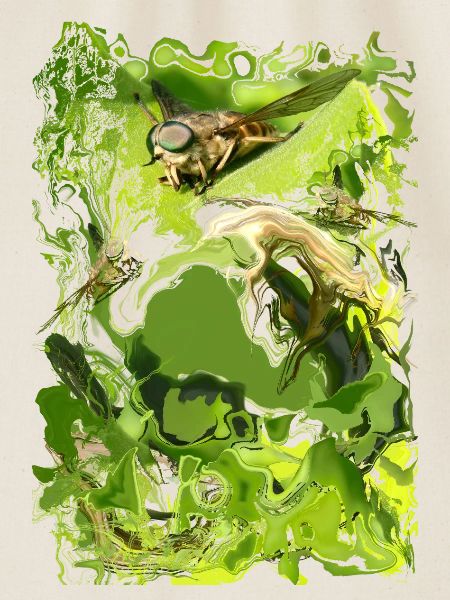 Insecte