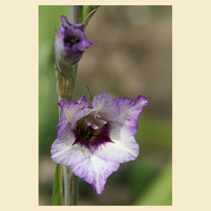 Glaïeul – amidon en fleurs