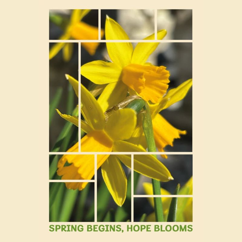 Spring Begins, Hope Blooms – Daffodil Spring Desig