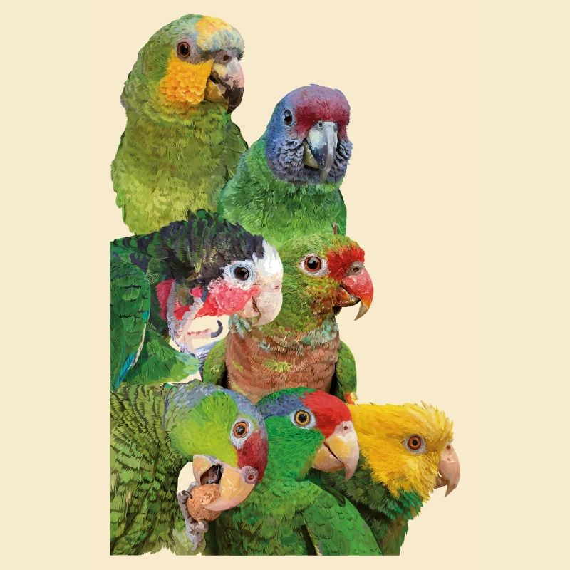 Perroquets d’Amazonie