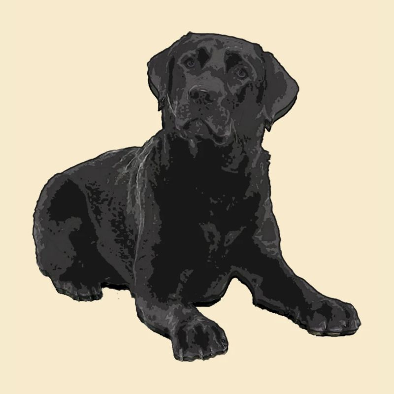 Schwarzer Labrador