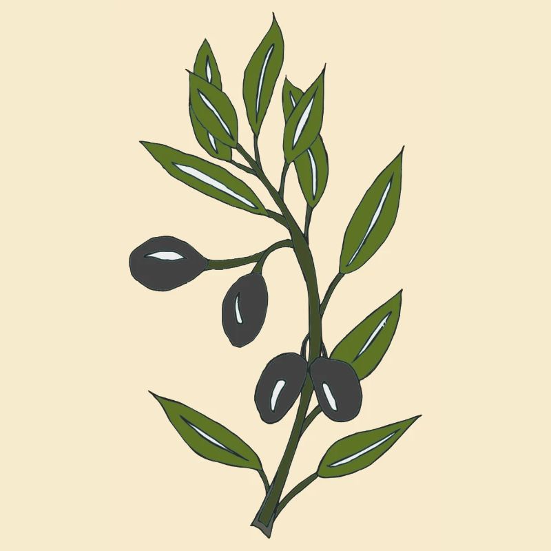olive branch