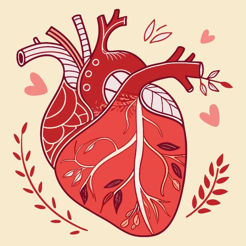 Coeur anatomique dans un style moderne