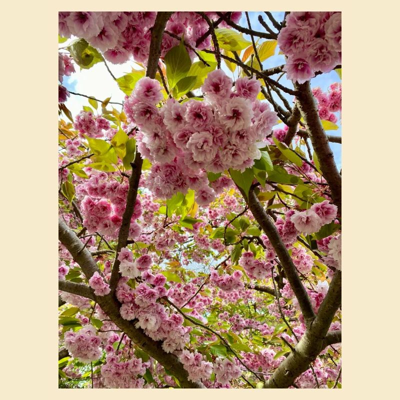 Cherry blossom magic in spring
