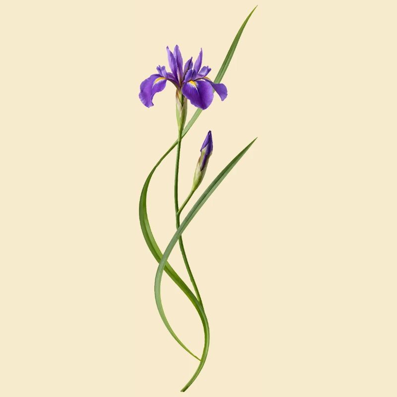 Iris dans le style zen japonais