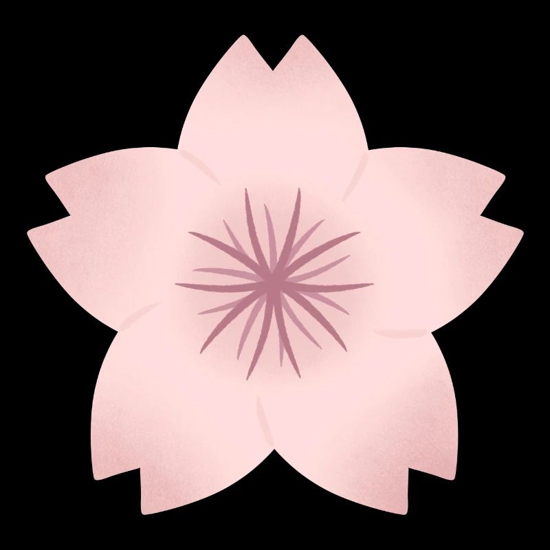 Blush Cherry Bloom