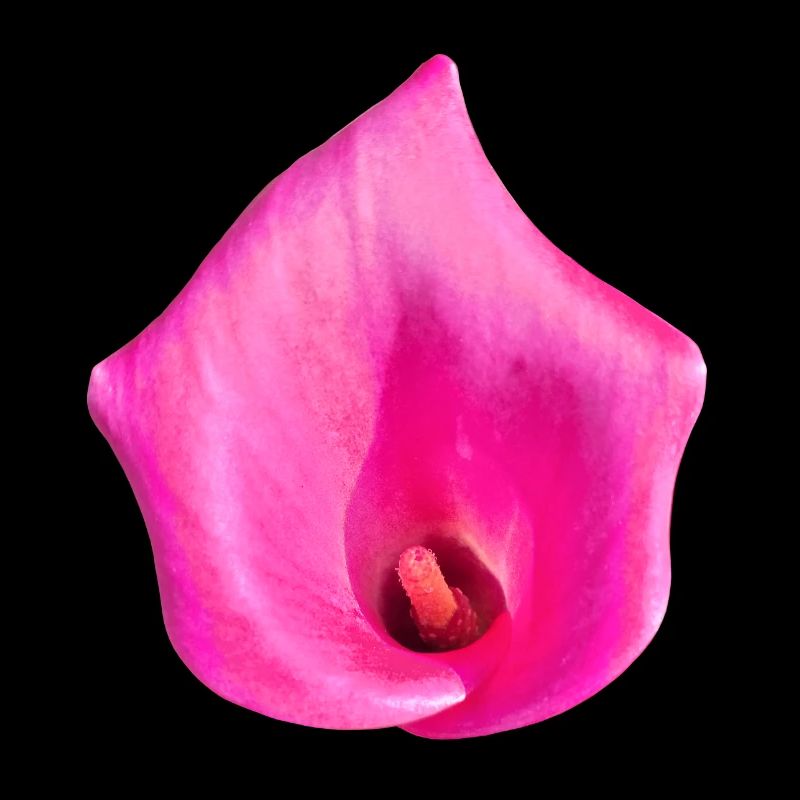 Pinke Calla Blüte