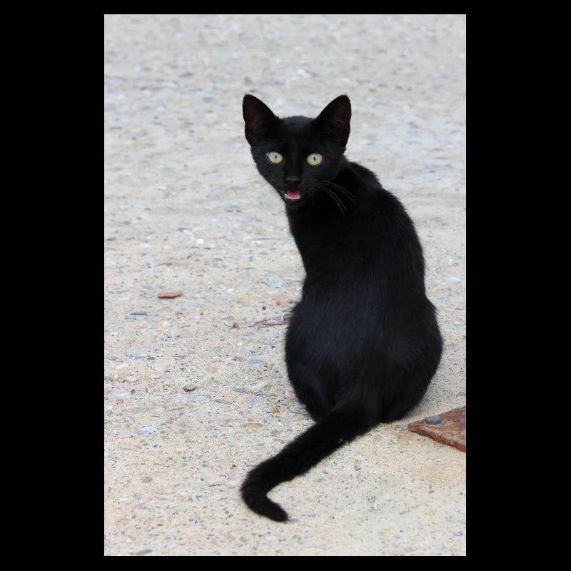 Cat black
