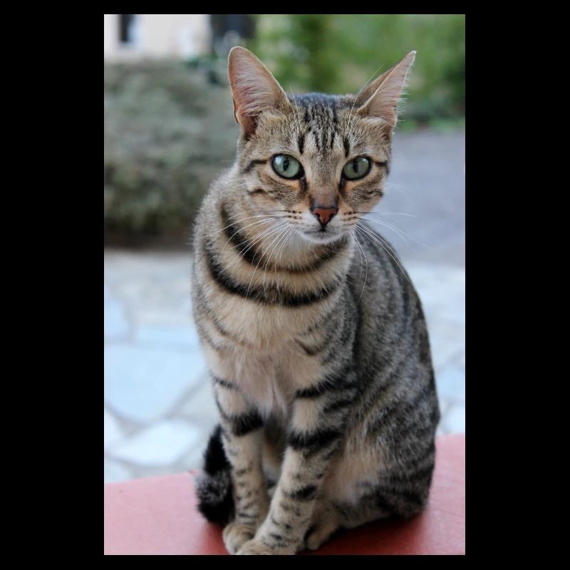Chat Chaton Poster Chat Poster