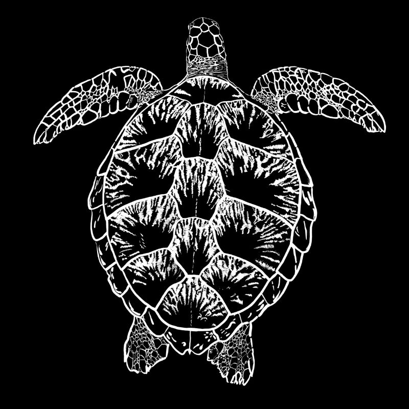 Turtle white2