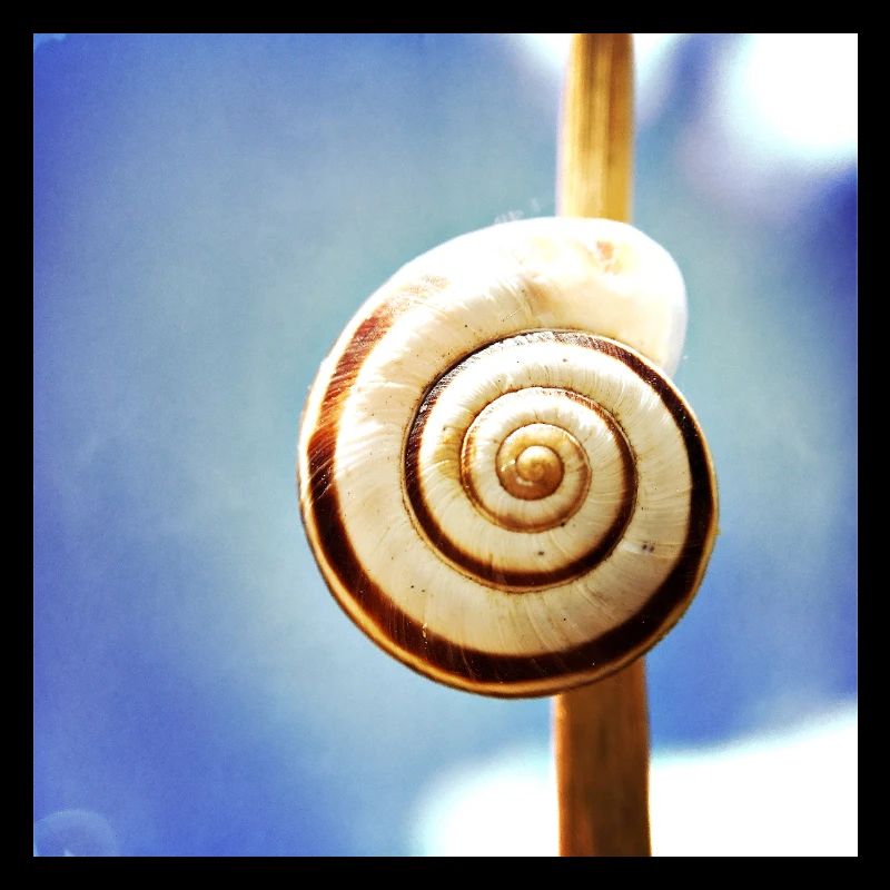 Snail-shell