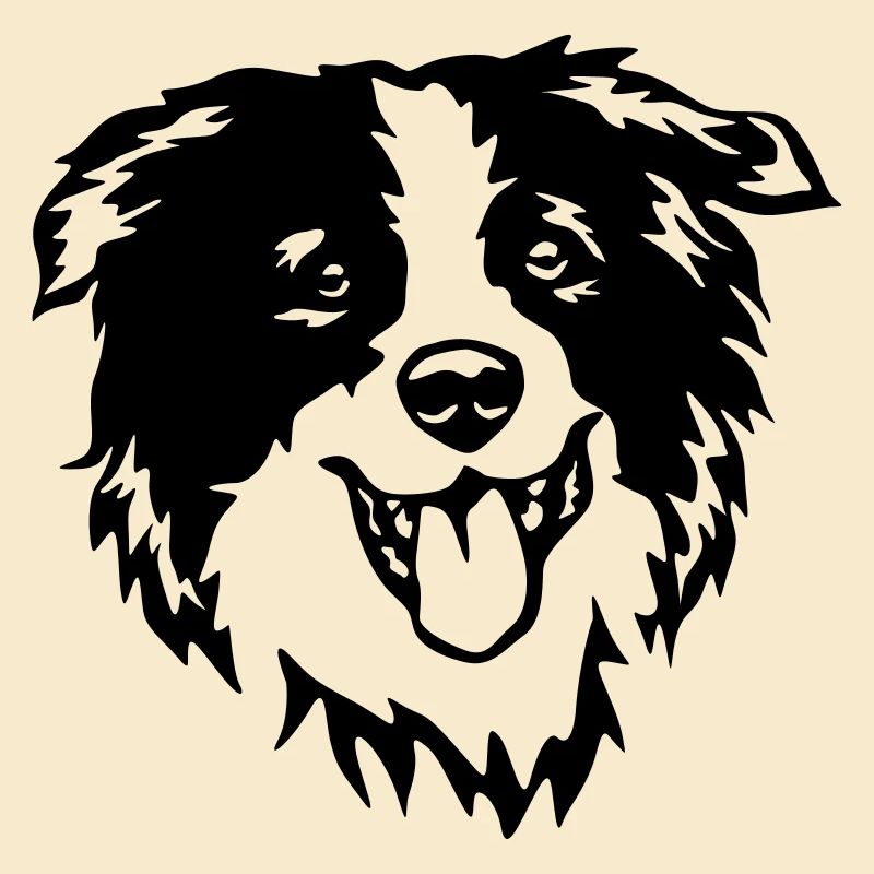 Border Collie Kopf